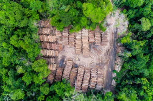 logging in brazilian amazon